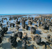 Hamelin Pool Stromatolites - Tourism Adelaide