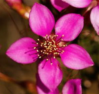 Flora - Tourism Adelaide