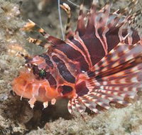 The Seaway Dive Site - Tourism Adelaide