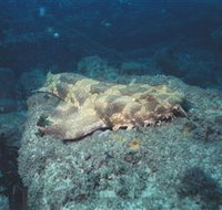 Scottish Prince Dive Site - Tourism Adelaide