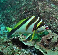 Palm Beach Reef Dive Site - Tourism Adelaide