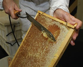 Superbee Honeyworld Gold Coast - Tourism Adelaide 2