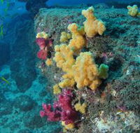Shag Rock Dive Site - Tourism Adelaide