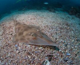 Shag Rock Dive Site - Tourism Adelaide 1