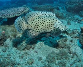 Shag Rock Dive Site - Tourism Adelaide 2