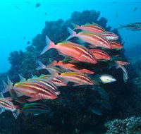 Flat Rock Dive Site - Tourism Adelaide