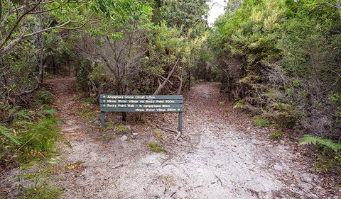 Angophora Grove Walking Track - Tourism Adelaide 0
