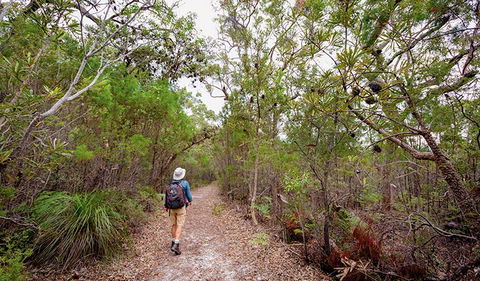 Angophora Grove Walking Track - Tourism Adelaide 1