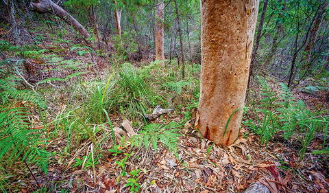 Angophora Grove Walking Track - Tourism Adelaide 2