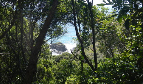 Rainforest Walking Track - Tourism Adelaide 0