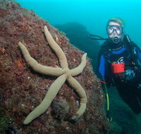 Cook Island Dive Site - Tourism Adelaide