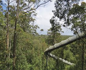 Tarkine Forest Adventures - Dismal Swamp - Tourism Adelaide 1