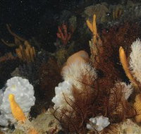 Point Hicks Marine National Park - Tourism Adelaide