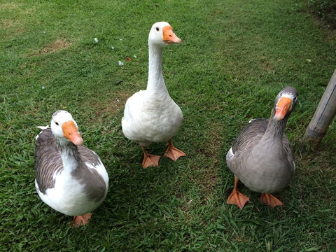 Djanbung Permaculture Gardens - Tourism Adelaide 6