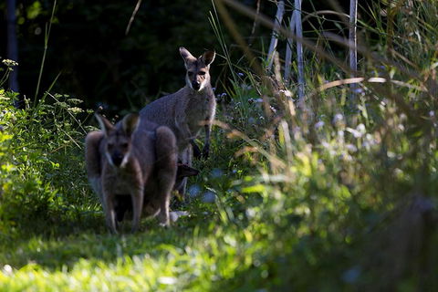 Djanbung Permaculture Gardens - Tourism Adelaide 8