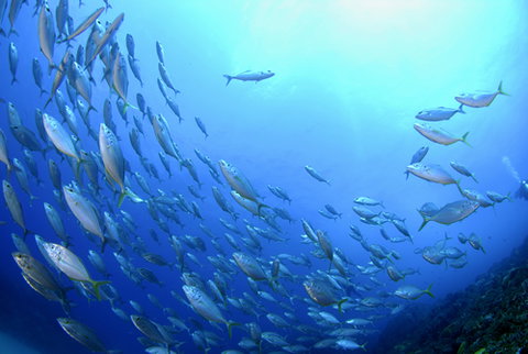 Cape Byron Marine Park - Tourism Adelaide 0