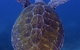 Cape Byron Marine Park - thumb 3
