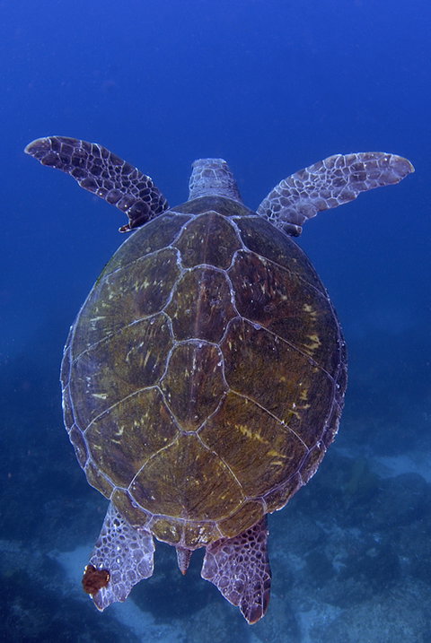 Cape Byron Marine Park - Tourism Adelaide 3