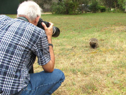 Echidna Walkabout Nature Tours - Tourism Adelaide 5