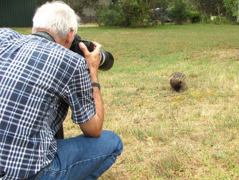 Echidna Walkabout Nature Tours - Tourism Adelaide 10