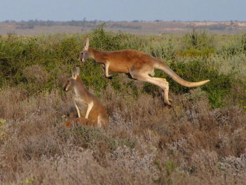 Echidna Walkabout Nature Tours - Tourism Adelaide 11