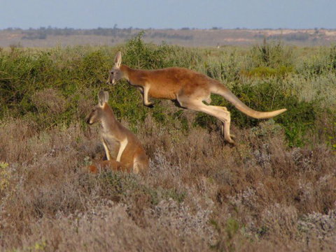 Echidna Walkabout Nature Tours - Tourism Adelaide 13