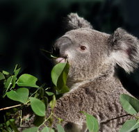 Koala Transfers - Tourism Adelaide
