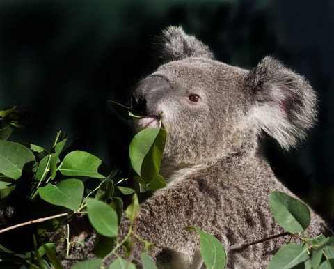 Koala Transfers - Tourism Adelaide 0