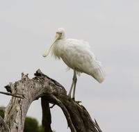 Melbourne Birding Tours - Tourism Adelaide
