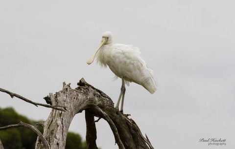 Melbourne Birding Tours - Tourism Adelaide 3