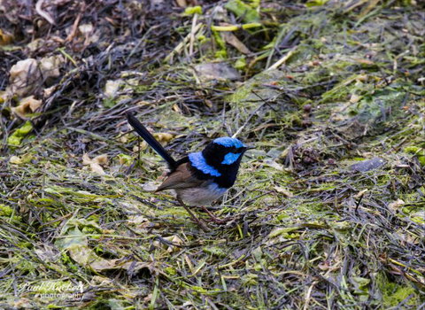 Melbourne Birding Tours - Tourism Adelaide 7