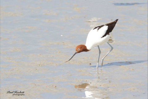 Melbourne Birding Tours - Tourism Adelaide 10