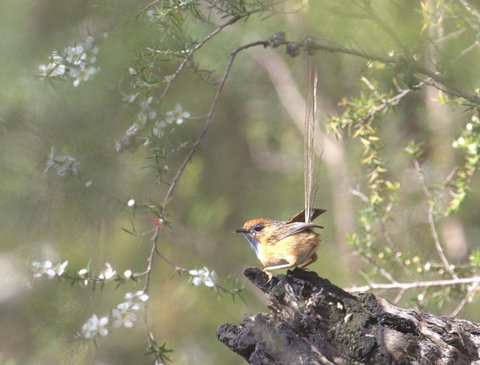 Melbourne Birding Tours - Tourism Adelaide 16