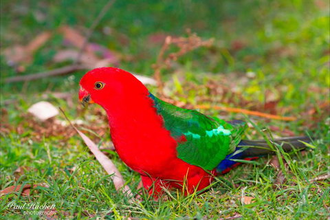 Melbourne Birding Tours - Tourism Adelaide 19