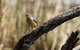 Melbourne Birding Tours - thumb 21