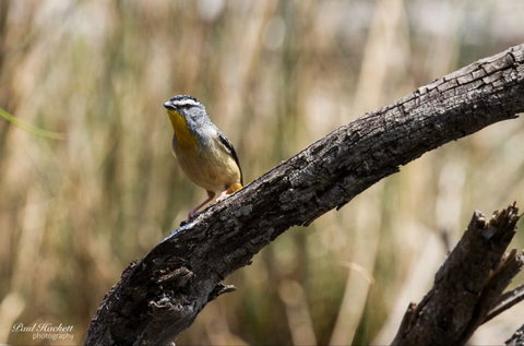 Melbourne Birding Tours - Tourism Adelaide 21