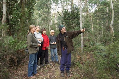 Great Western Tiers Forest Walks Tasmania - Tourism Adelaide 2