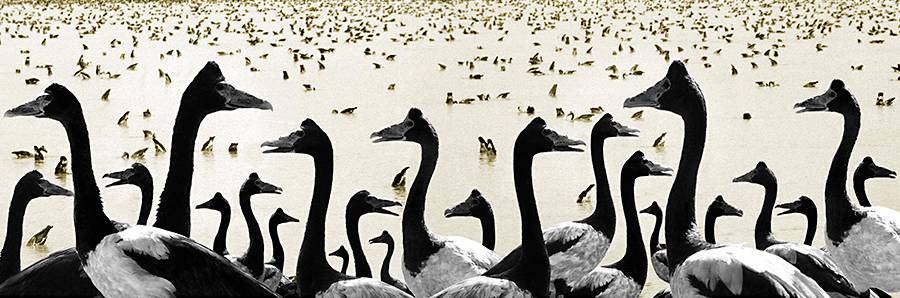 Coconut Grove NT Tourism Adelaide