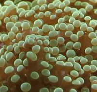 River to Reef Aquarium - Tourism Adelaide