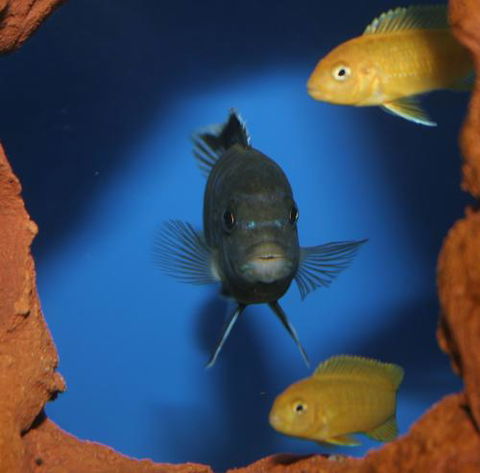 River To Reef Aquarium - Tourism Adelaide 1