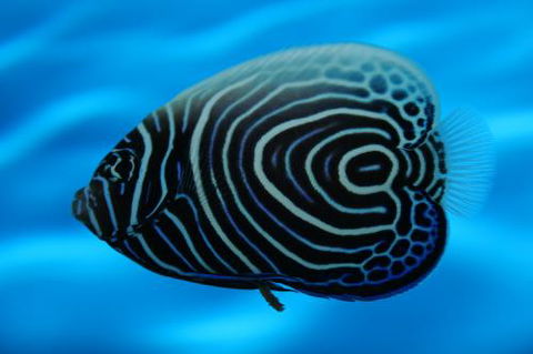 River To Reef Aquarium - Tourism Adelaide 2