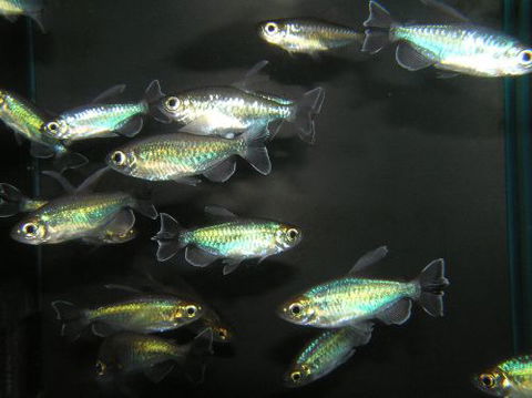 River To Reef Aquarium - Tourism Adelaide 3