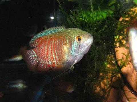 River To Reef Aquarium - Tourism Adelaide 4