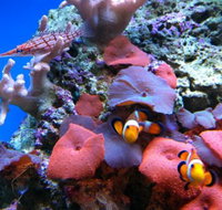 Tropical Marine Centre - Tourism Adelaide