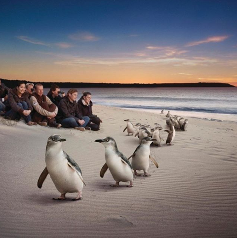 Down Under Thrills - Tourism Adelaide 0