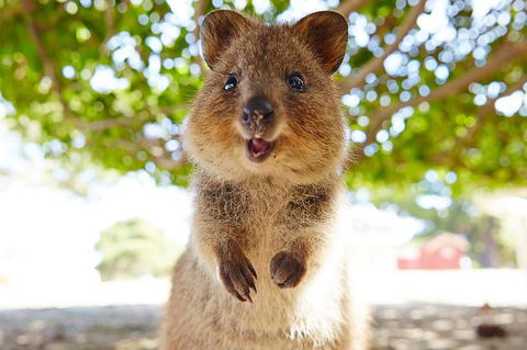 Rottnest Island Tour From Perth Or Fremantle Including Bus Tour - Tourism Adelaide 6