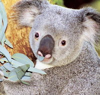 Perth Zoo General Entry Ticket and Sightseeing Cruise - Tourism Adelaide