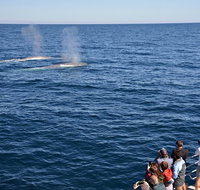 Blue Whale Perth Canyon Expedition - Tourism Adelaide