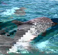 Half-Day Mandurah Canals  Dolphin Watch Tour