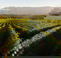 Half-Day Swan Valley Walk  Fruit Orchard